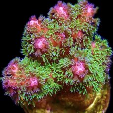 WYSIWYG 9J Amethyst Gem Pocillopora Frag