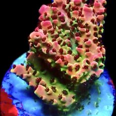 WYSIWYG 12F Bill Murray Acropora Frag