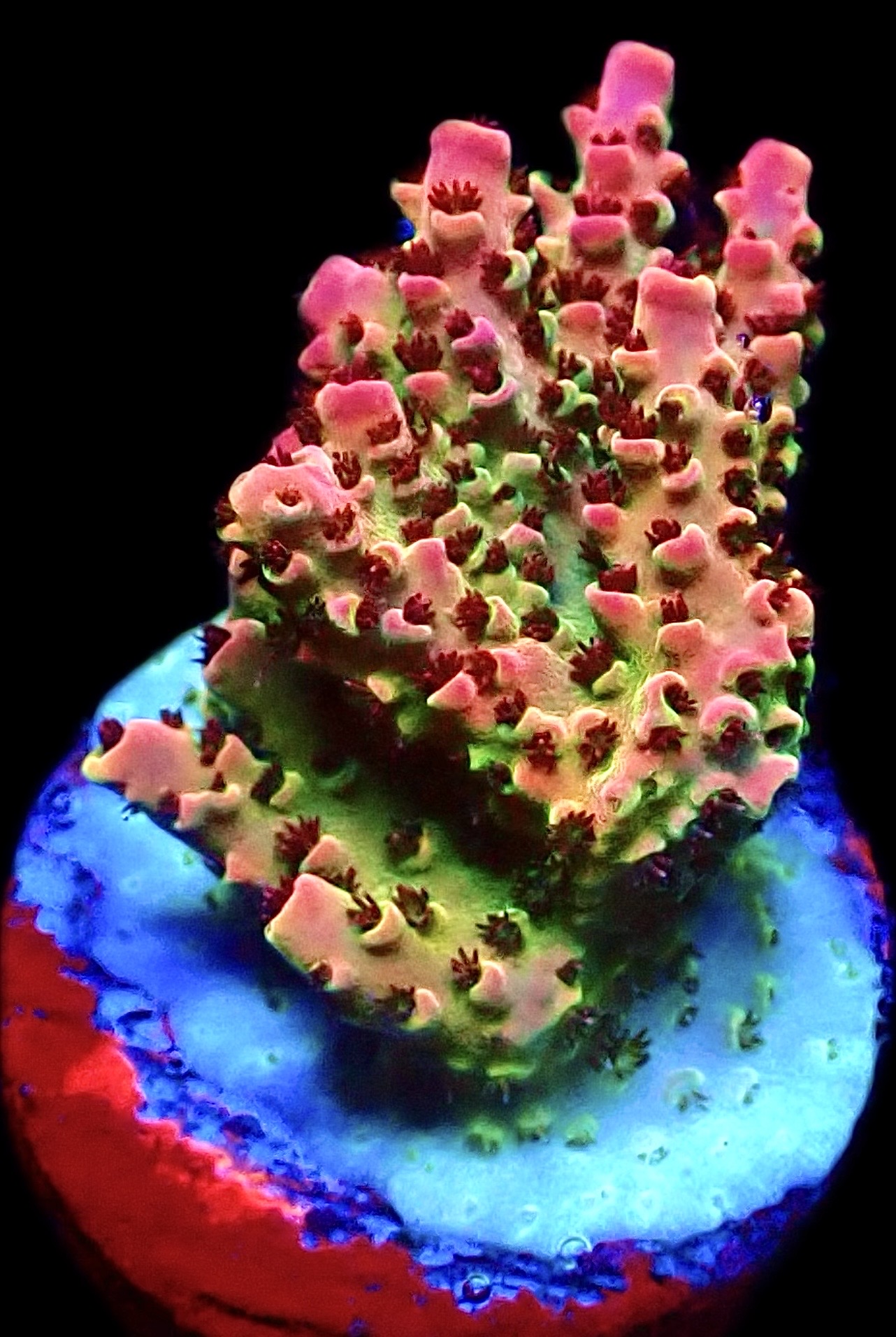WYSIWYG 12F Bill Murray Acropora Frag