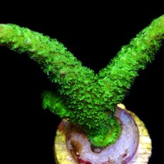 WYSIWYG 25F Purple Tip Bali Slimer Staghorn Acropora Extra Large