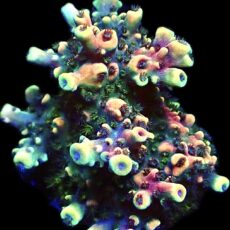 WYSIWYG 20H Pink Cadillac Acropora Small Colony