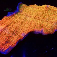 WYSIWYG 99 Tropic Thunder Montipora 6" Colony