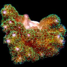 WYSIWYG 7B Sparkling Tinsel Pocillopora