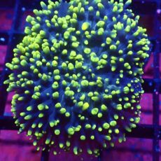 WYSIWYG Purple/Green Frilly Mushroom A1