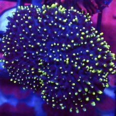 WYSIWYG Lime Tipped Purple Frilly Mushroom A57