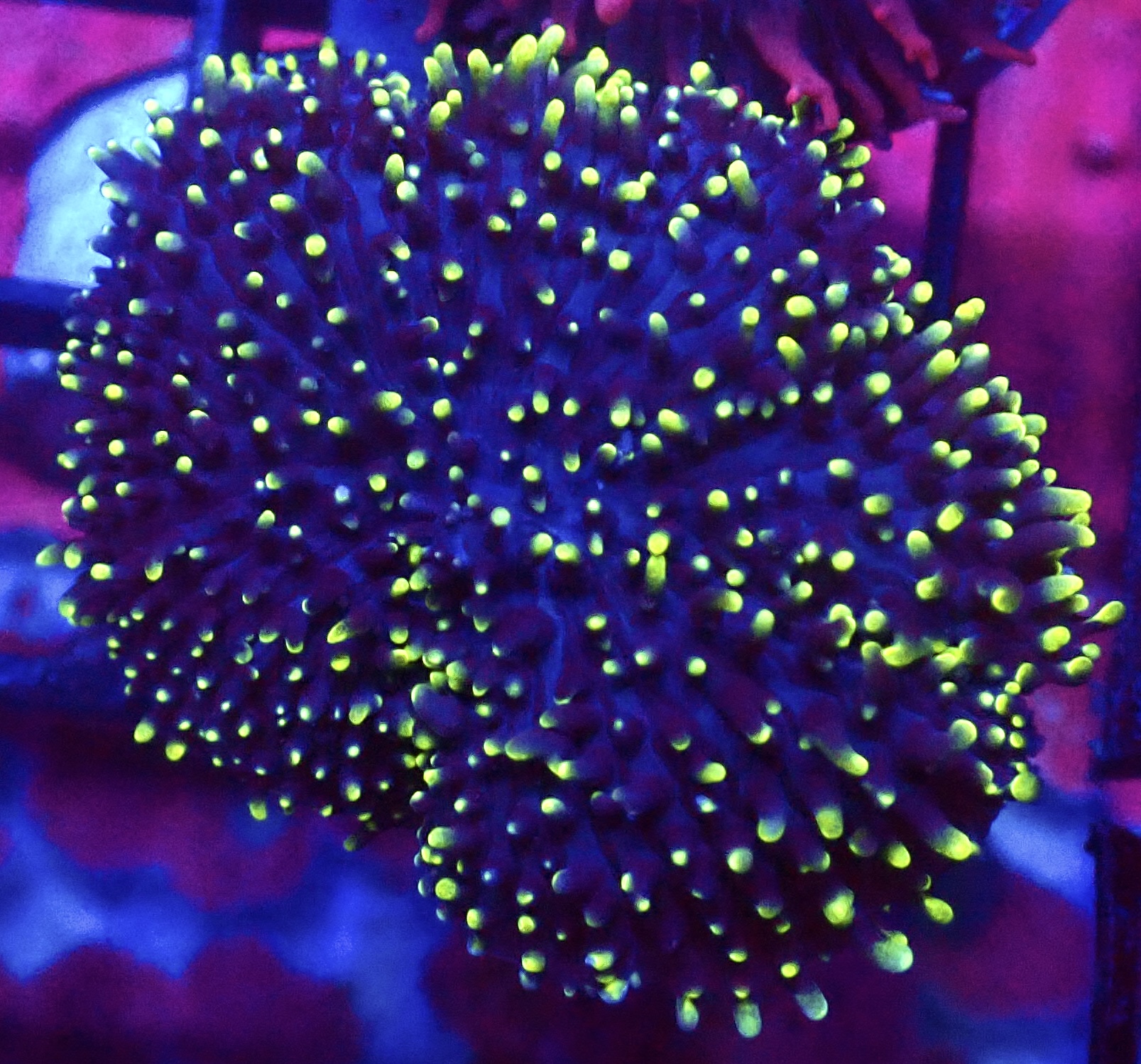 WYSIWYG Lime Tipped Purple Frilly Mushroom A57