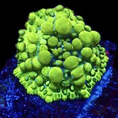 WYSIWYG Lemon Bounce Mushroom A19