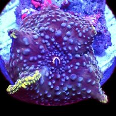 WYSIWYG 32B Ultra Discosoma Mushroom