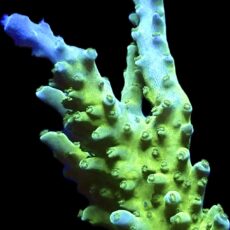 WYSIWYG 21J Sky Blue Staghorn Acropora Large