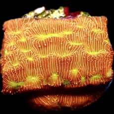 WYSIWYG 12A Jack 'O' Lantern Leptoseris Frag