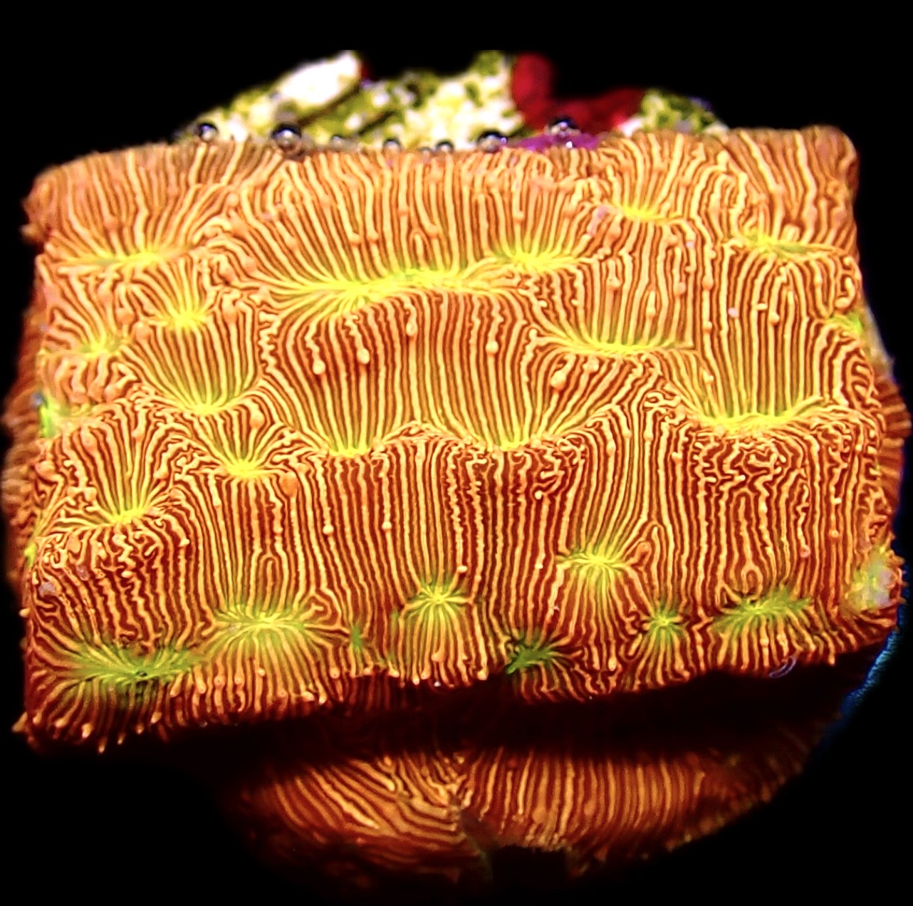 WYSIWYG 12A Jack 'O' Lantern Leptoseris Frag