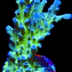 WYSIWYG M9 Electric Miyagi Tort Acropora Frag Large