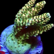 WYSIWYG 22i Limoncello Frag
