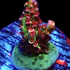 WYSIWYG 21D Dragon's Breath Acropora Frag