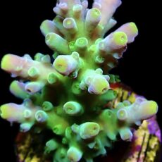 WYSIWYG 24G Candy Apple Acropora