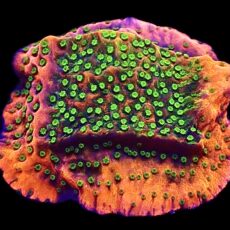 WYSIWYG 11F Tropic Thunder Montipora Frag