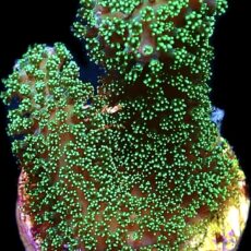 WYSIWYG 9J Ultra Neon Fluorescent Stylophora Frag