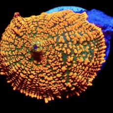 WYSIWYG 10B Ultra Rhodactis Mushroom Large