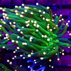 WYSIWYG Metallic Orange Tip Torch Euphyllia 34