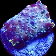 WYSIWYG 31C Ultra Discosoma Mushroom