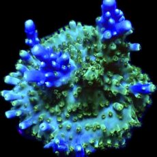 WYSIWYG 19D Acropora Tricolour Large