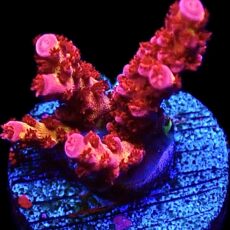 WYSIWYG 23E PC Rainbow Acropora Frag
