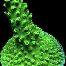 WYSIWYG 21B Green Slimer Acropora Frag