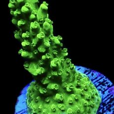 WYSIWYG 25D Green Slimer Acropora Frag