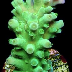WYSIWYG 26G Candy Apple Acropora