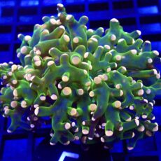 WYSIWYG Ultra Orange Tip Emerald Frogspawn Double Head 5