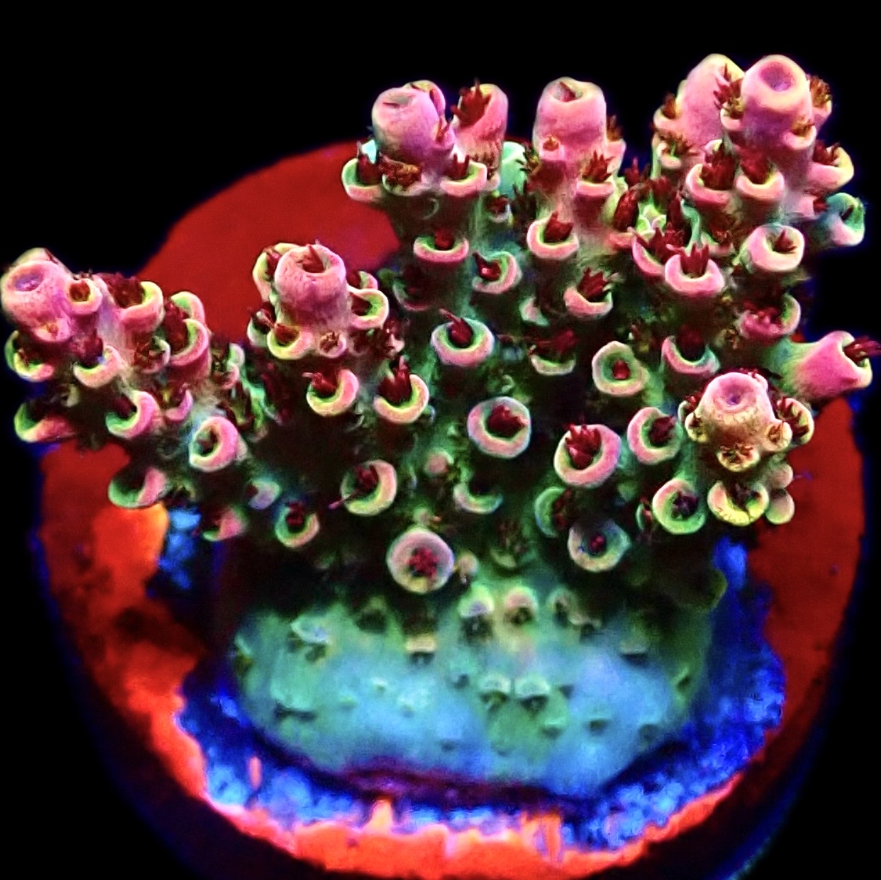 WYSIWYG 11G Bill Murray Acropora Frag