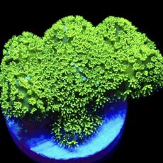 WYSIWYG 9C Ultra Neon Fluorescent Stylophora Frag