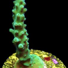 WYSIWYG M9 Joker Acropora