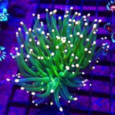 WYSIWYG Metallic Orange Tip Torch Euphyllia 34