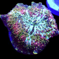 WYSIWYG 30B Rainbow Discosoma Mushroom