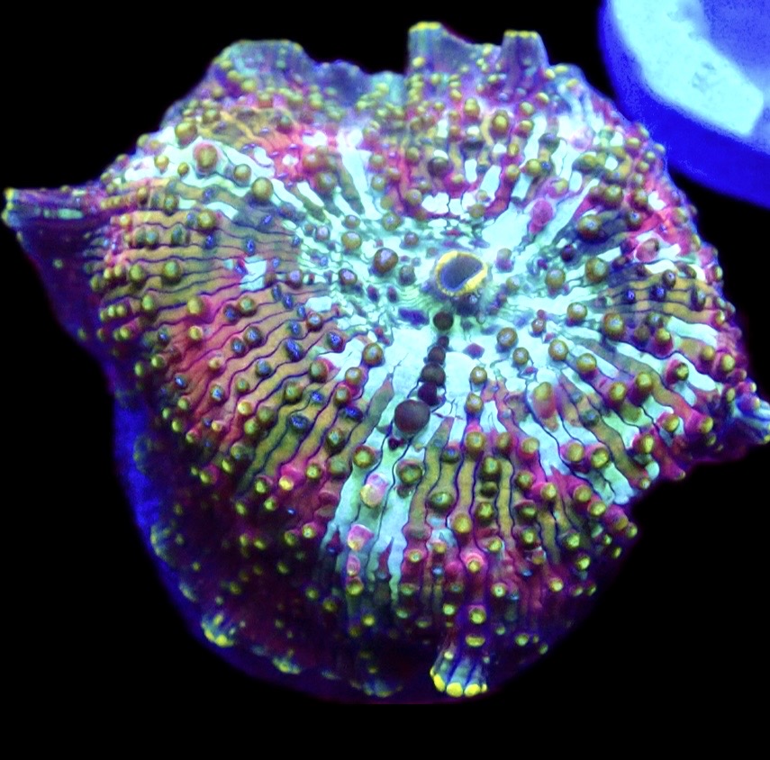 WYSIWYG 30B Rainbow Discosoma Mushroom