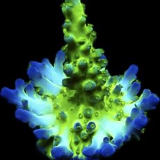 WYSIWYG 24G Violet Venom Acropora Frag