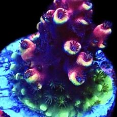 WYSIWYG M7 Pink Cadillac Acropora Frag