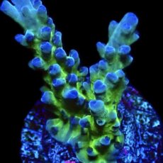 WYSIWYG 25i Electric Miyagi Tort Acropora Frag