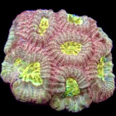 WYSIWYG 31E Moon Dust Favia Frag