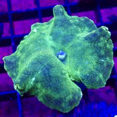 WYSIWYG 30D Ultra Discosoma Mushroom Large