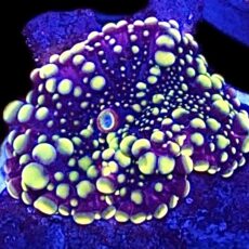 WYSIWYG 34B Yellow / Purple  Ricordea Yuma