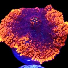 WYSIWYG 35A Flaming Hot Rhodactis Mushroom
