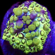 WYSIWYG 31B Lemon Bounce Mushroom