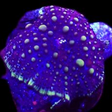 WYSIWYG 36F Purple Skittles Discosoma Mushroom