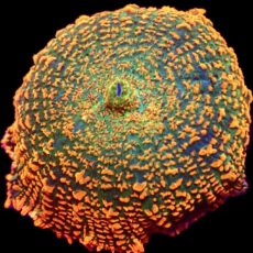 WYSIWYG 36i Ultra Rhodactis Mushroom
