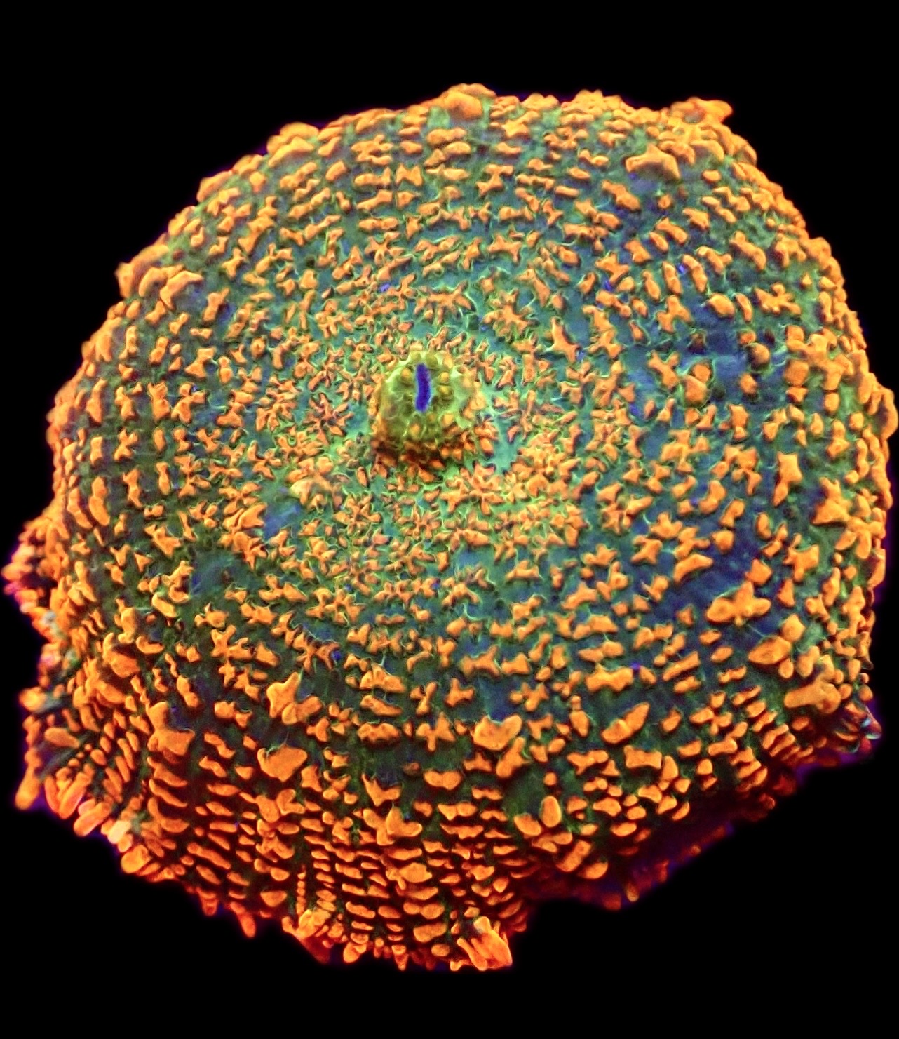 WYSIWYG 36i Ultra Rhodactis Mushroom