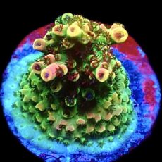 WYSIWYG 11H Bill Murray Acropora Frag