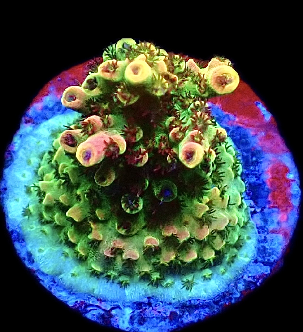 WYSIWYG 11H Bill Murray Acropora Frag