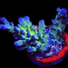 WYSIWYG 16H Electric Miyagi Tort Acropora Frag